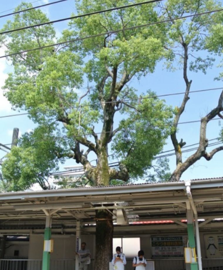 Sacred tree at Hattori Tenjin Station